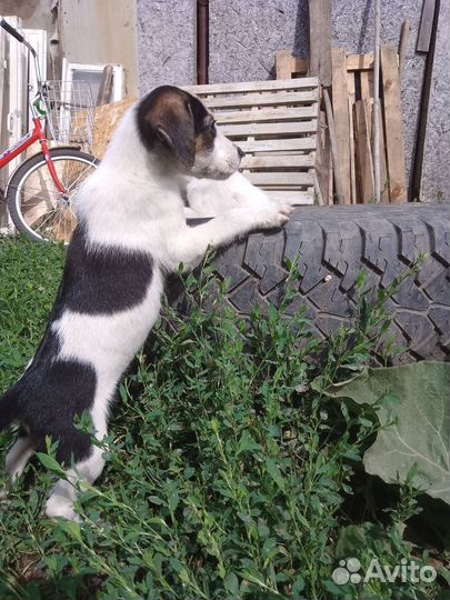 Щенки мальчики