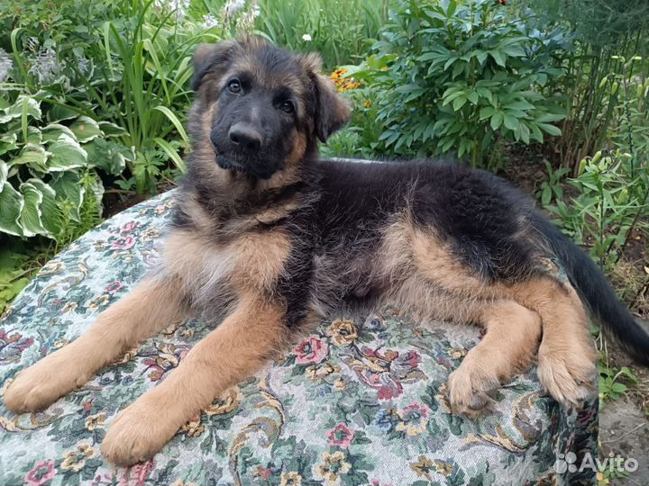 Щенки немецкой овчарки длинношерстной