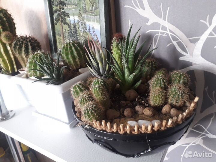 Кактусы и композиции из кактусов и суккулентов