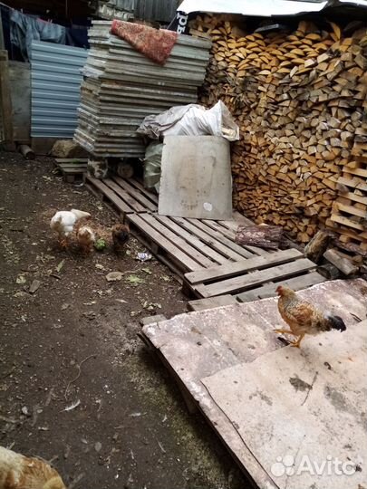 Куры петухи