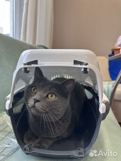 Переноска для кошек и собак (большая) 44 х 29