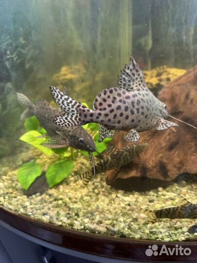 Сом синодонтис, скалярия