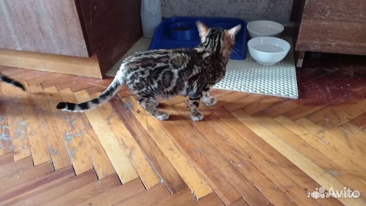 Бенгальские котята с документами