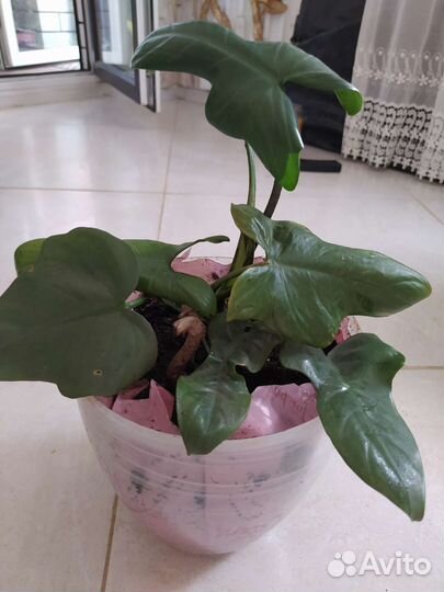 Филодендроны