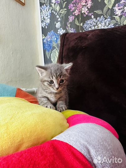Продам британских котят