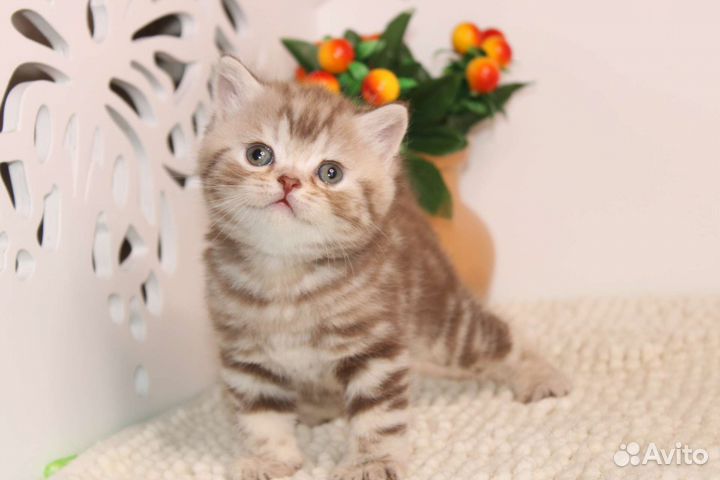 Мрамор шоколадный