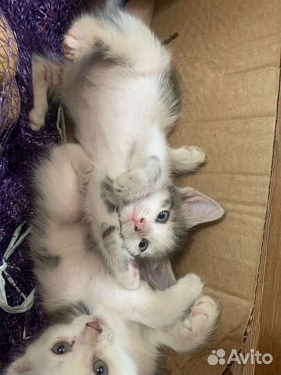 Отдам бесплатно котят в добрые руки