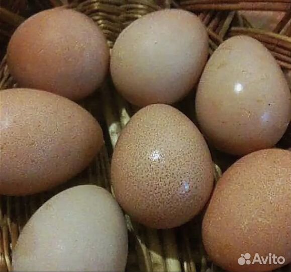 Инкубационное яйцо цесарки