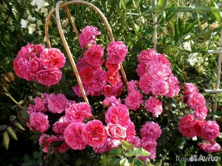 Ароматная Плетистая Роза Лагуна