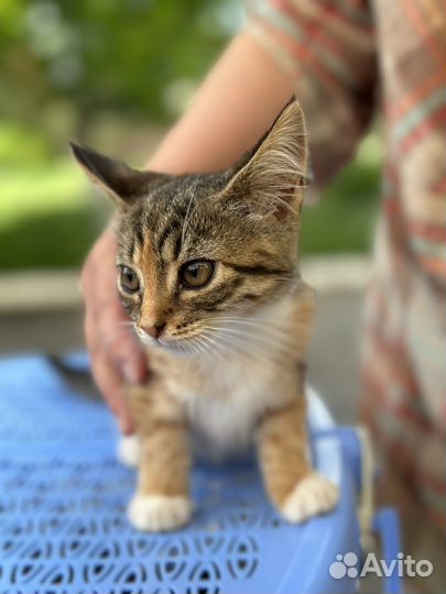 Кошечки