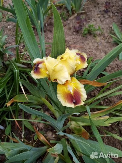 Ирисы карликовые