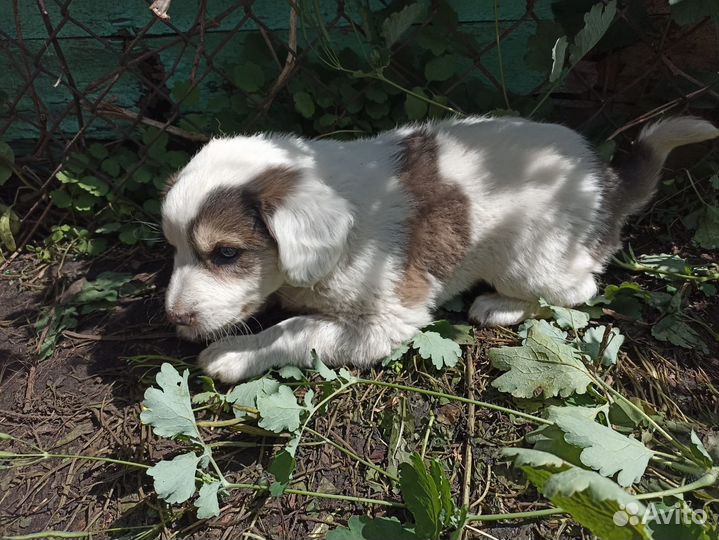 Собаки щенки