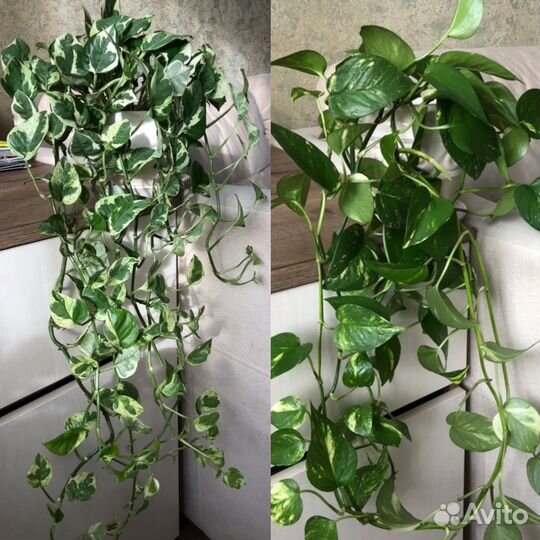 Сцинтапсус