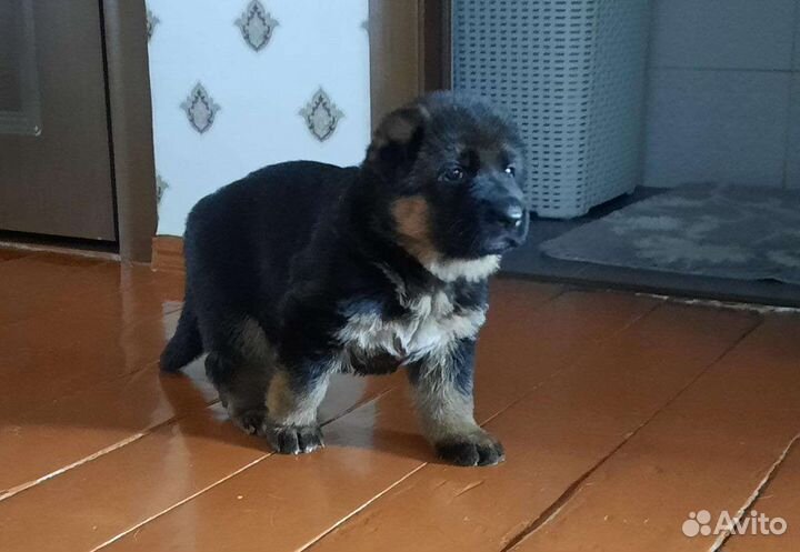 Немецкая овчарка