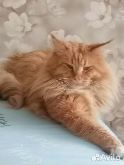 Кот мейн-кун вязка