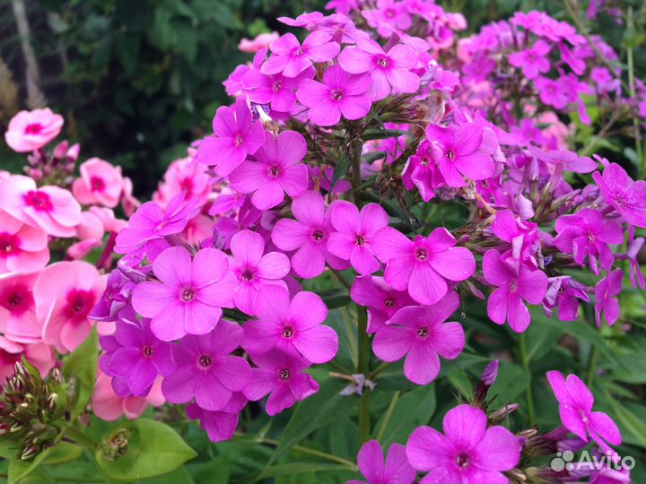 Флоксы (корни)