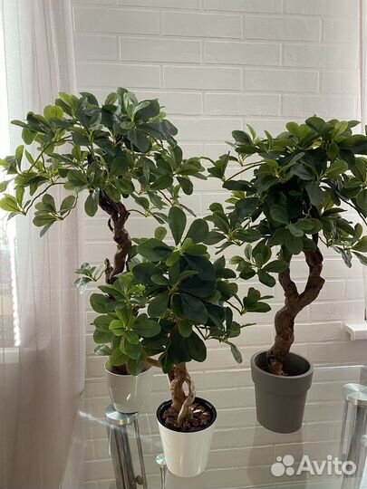 Шефлера. Искусственное дерево