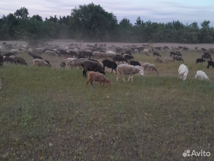 Курдючные бараны овцы