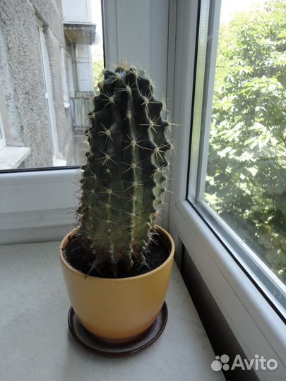 Большой кактус