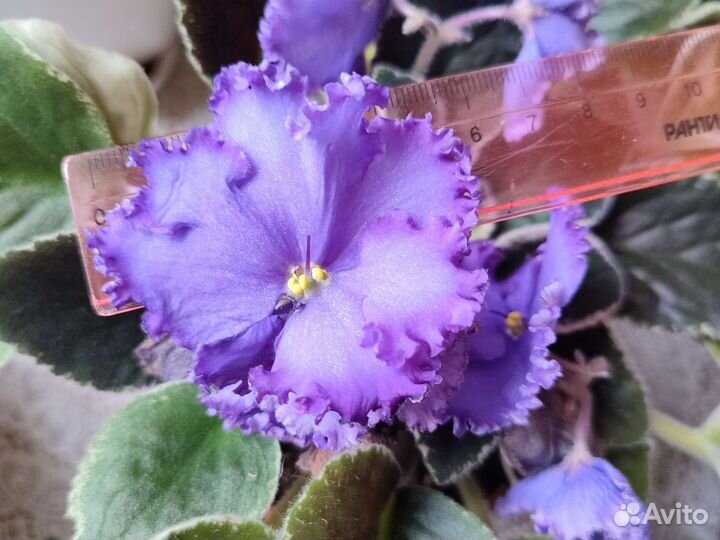 Сортовые фиалки