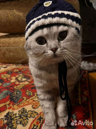 Шотландский кот вязка