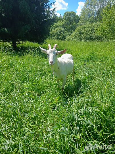 Продаются козы и козёл