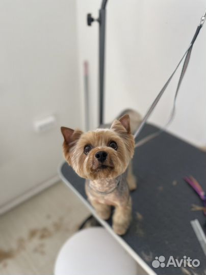 Стрижка собак