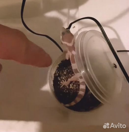 Инкубатор для рептилий