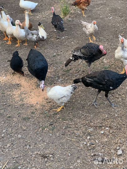 Индюки индюшата