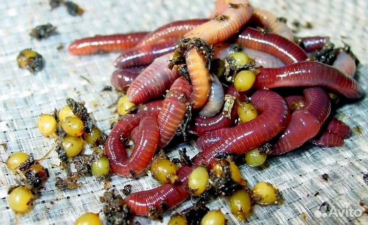 Коконы дендробены