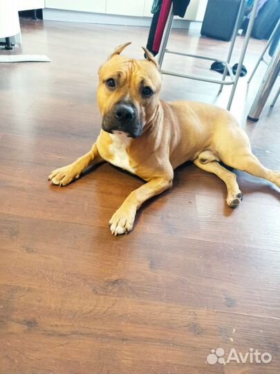 Случка собак