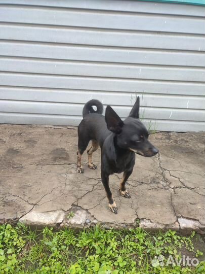 Домашние животные бесплатно собаки