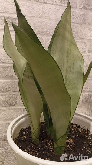 Сансевиерия разные сорта