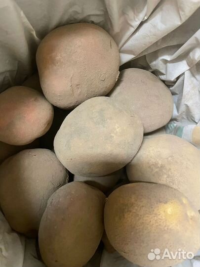 Продам картофель