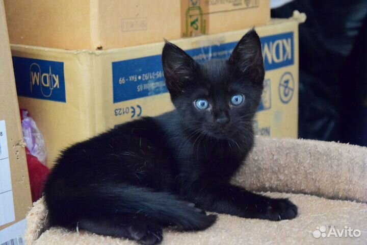 Черный котенок