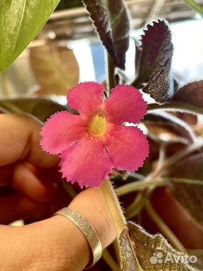 Эписция Pinkiscia