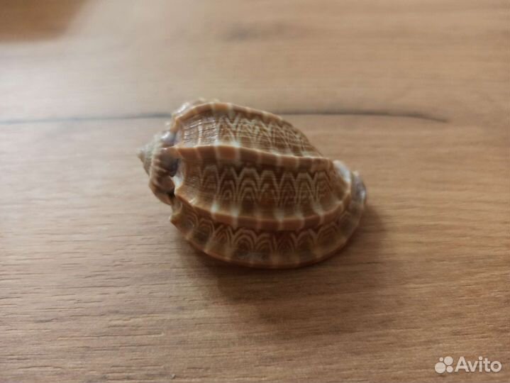 Морская раковина