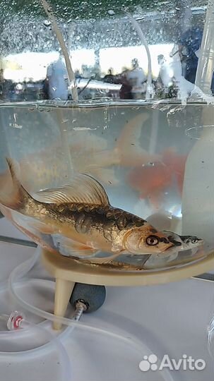 Вуалевый карп кои, карась комета