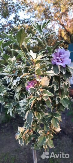 Гибискусы махровые