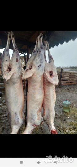 Мясо баранина халяль