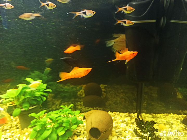 Красные меченосцы