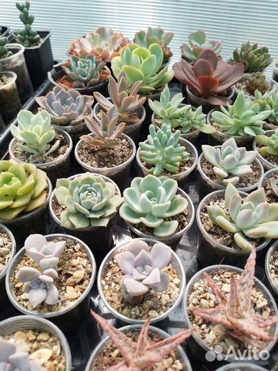 Суккуленты