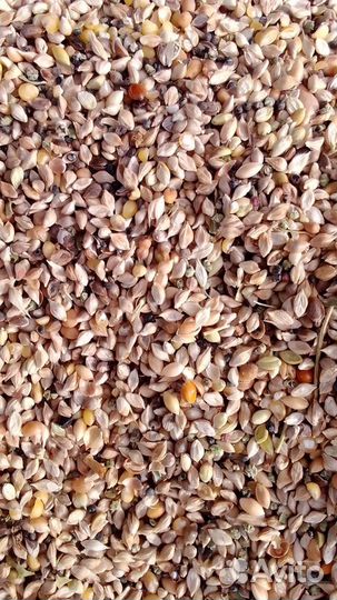 Продаю просо