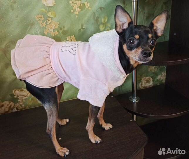 Платье для собачки