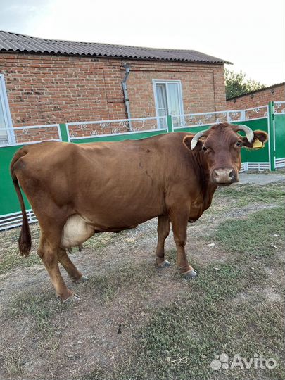 Корова стельная дойная