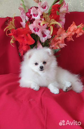 Померанский шпиц, девочки подросток и взрослая