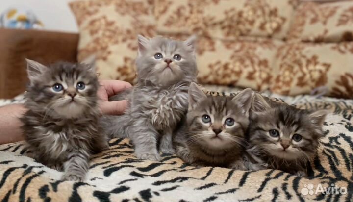 Кошки в добрые руки бесплатно