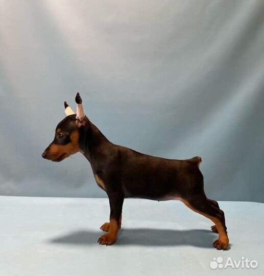 Щенки цвергпинчера