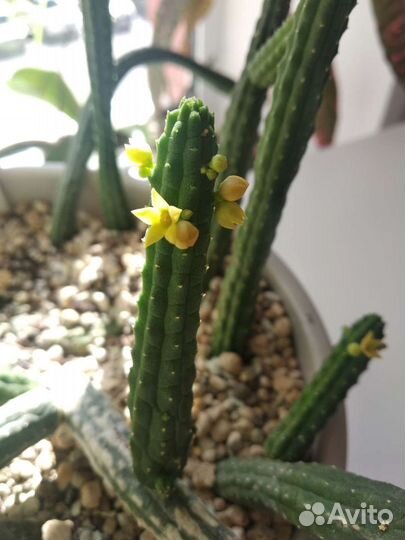 Суккуленты