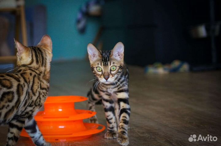 Бенгальская кошечка